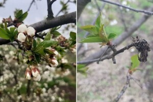 Vreba opasnost od monilije u zasadima koštičavog voća. Reagujte na vrijeme!
