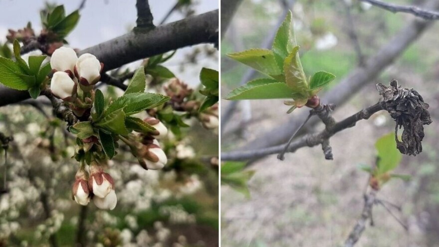 Vreba opasnost od monilije u zasadima koštičavog voća. Reagujte na vreme!
