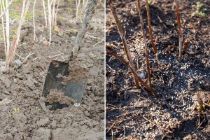 U malinjacima posla ima tokom cijele godine - kada je pravo vrijeme za đubrenje?