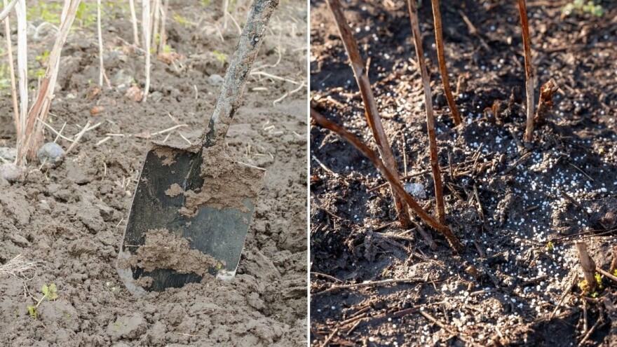 U malinjacima posla ima tokom cijele godine - kada je pravo vrijeme za đubrenje?