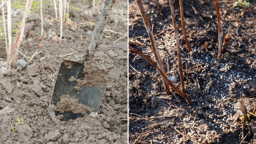 U malinjacima posla ima tokom cele godine - kada je pravo vreme za đubrenje zasada?