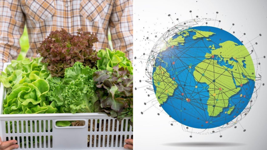 Sve o salati: Od egipatskih hramova do modernih staklenika