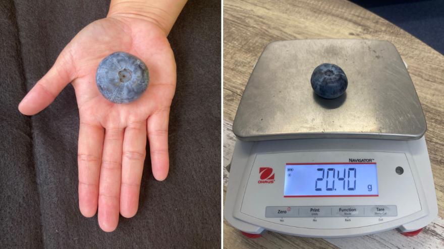 "Gigantska" borovnica oborila svetski rekord - nova je sorta