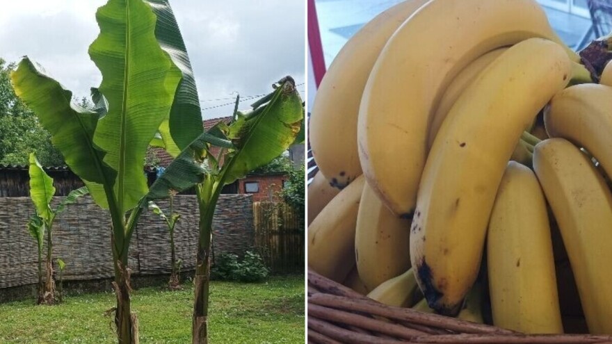 Banana od stabla do kore - korisna za ljude i vrt