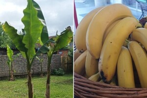 Banana od stabla do kore - korisna za ljude i baštu
