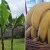 Banana od stabla do kore - korisna za ljude i baštu