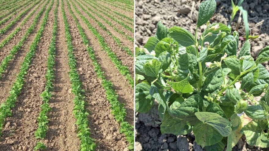 Borba za svaki kilogram, stvarnost je malog proizvođača graha u Hrvatskoj