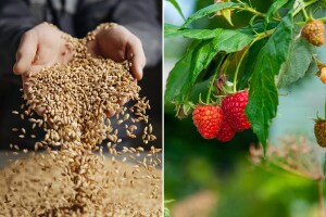 Očekivani prinosi za 2025: Ratarima dobre vijesti, voćarima ne baš