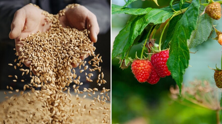 Očekivani prinosi za 2025: Ratarima dobre vijesti, voćarima ne baš