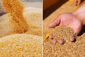 Na Produktnoj berzi zabeležen rast cene kukuruza i pšenice