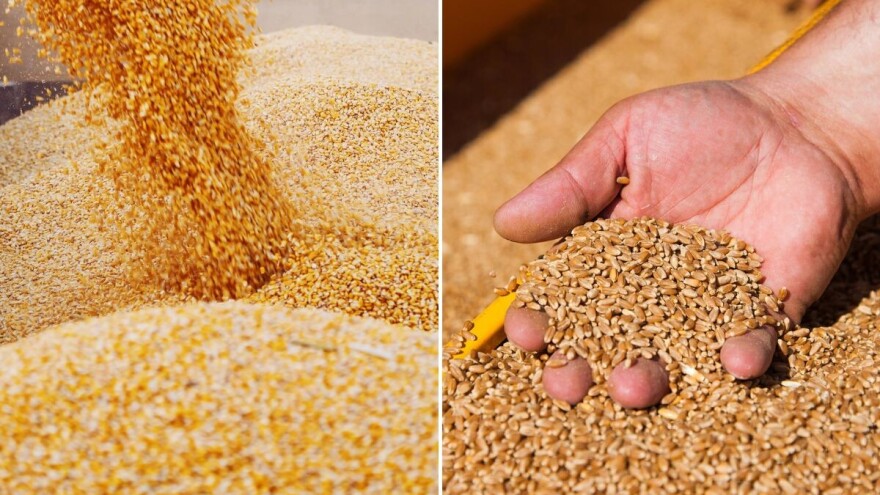 Na Produktnoj berzi zabeležen rast cene kukuruza i pšenice