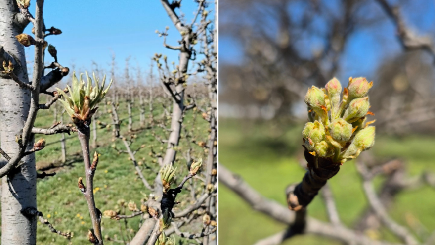 Sada je važan momenat u zaštiti krušaka od bolesti i kruškine buve