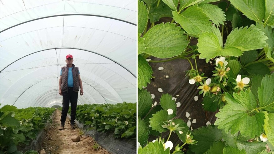 Čelićke jagode "preživjele" mraz: Još malo pa kreće berba