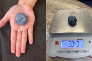 "Gigantska" borovnica oborila svjetski rekord - nova je sorta