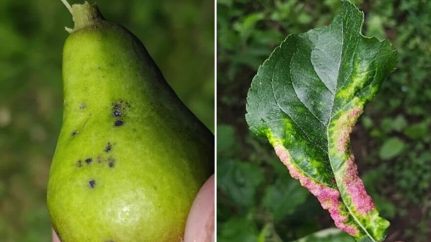 Kako prepoznati čađavu pjegaost krušaka i lisne vaši crvenih gala jabuka?