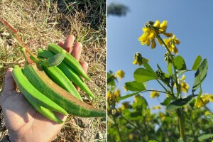 Bamija i piskavica uklanjaju mikročestice plastike iz vode bolje od hemikalija?