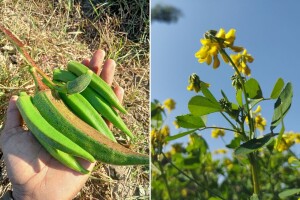 Bamija i piskavica uklanjaju mikročestice plastike iz vode bolje od kemikalija?