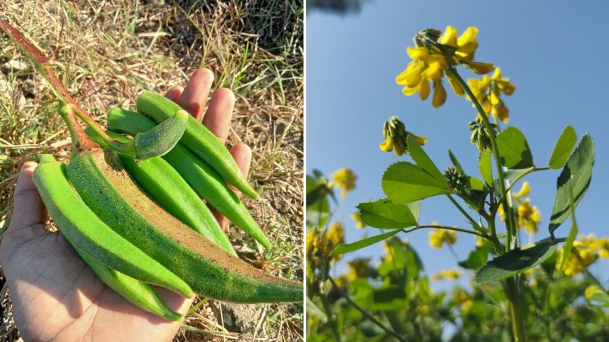 Bamija i piskavica uklanjaju mikročestice plastike iz vode bolje od kemikalija?