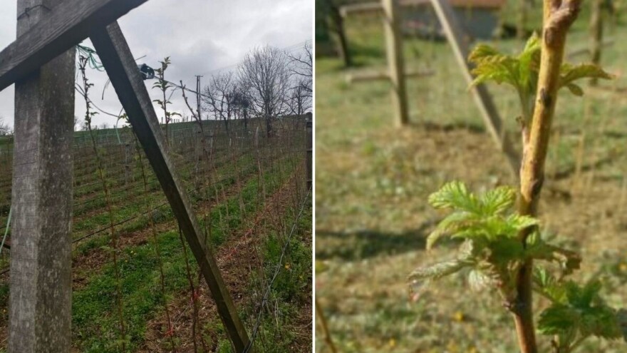 U malinjacima je vreme za prvi i ključan tretman eriofidne grinje. Registrovanih preparata nema