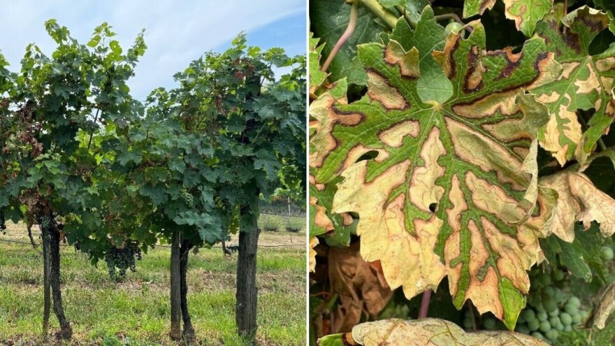 Kako suzbiti esku vinove loze?