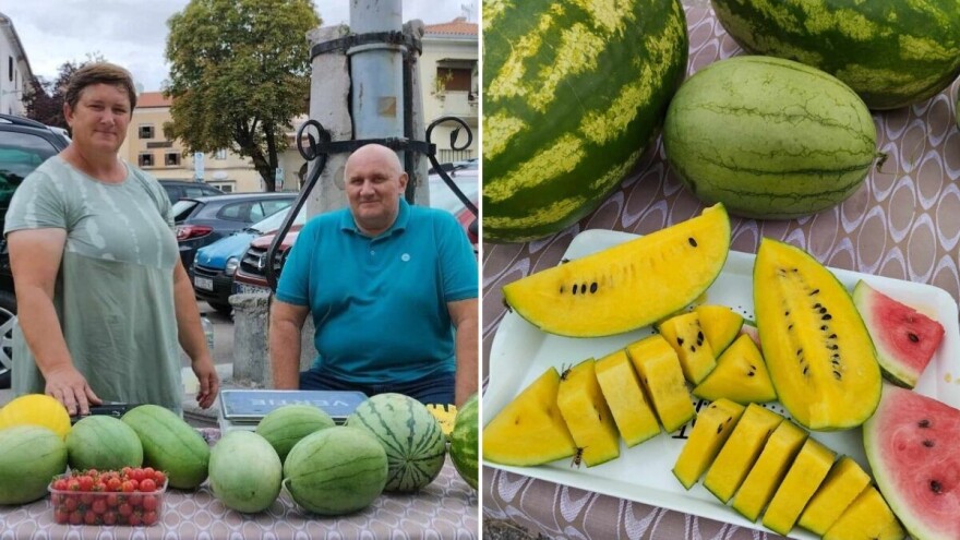 Žuta lubenica OPG-a Karas ovoljetni je hit, no mnogi je tek otkrivaju