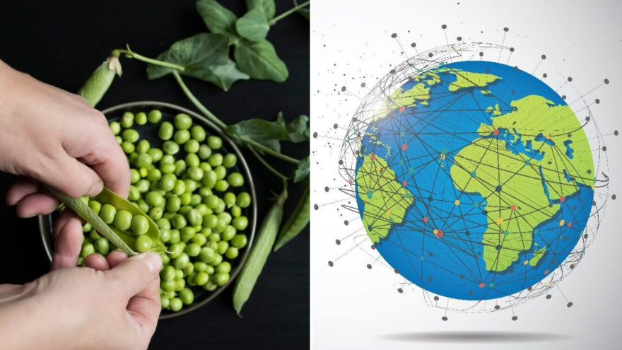 Grašak: Zeleno zrno s historijom dugom 7.000 godina