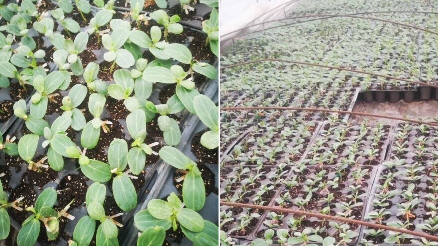 Koje su prednosti gajenja kalemljenog rasada lubenice?