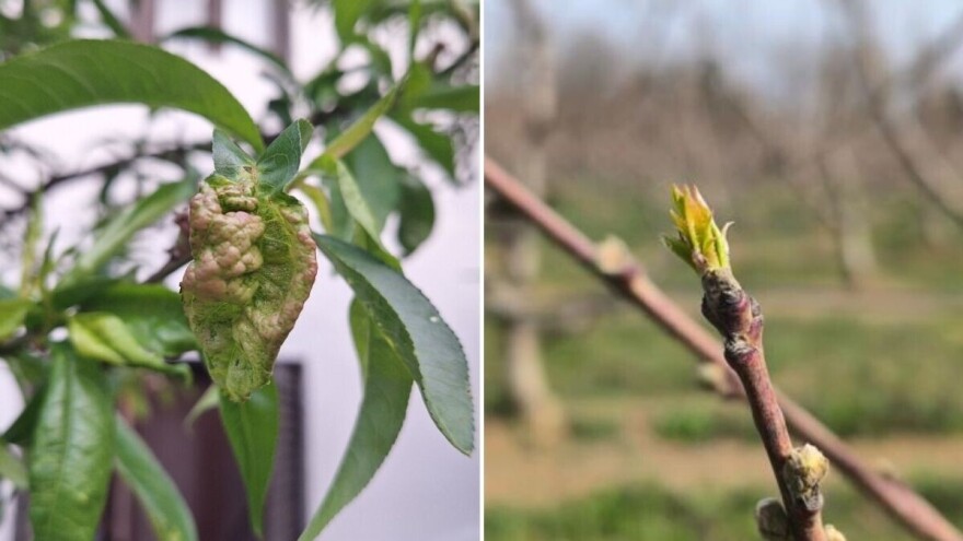 Kada se pojave simptomi kovržadvosti lista breskve, već je kasno: Reagujte preventivno