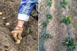 Mraz naneo štetu krompiru u plasteniku. Vađenje će kasniti petnaestak dana