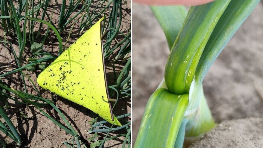 Ozimi lukovi u osjetljivoj fazi, čime tretirati usjeve?