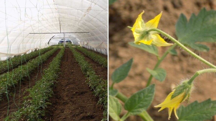 Oprez: Tripsi ugrožavaju paradajz u plastenicima