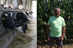 Damir Markešić: Bez dobrog hibrida kukuruza nema kvalitetne silaže