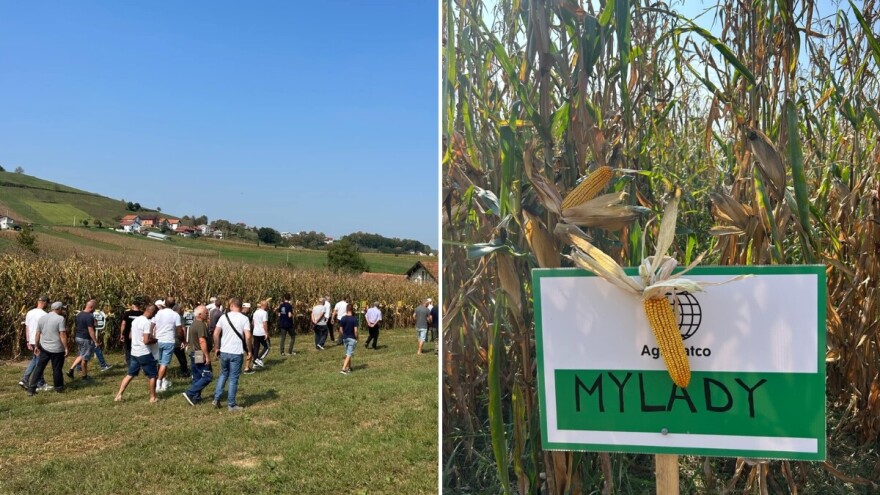 Jesu li hibridi kukuruza na oglednom polju izdržali ovogodišnje nedaće?