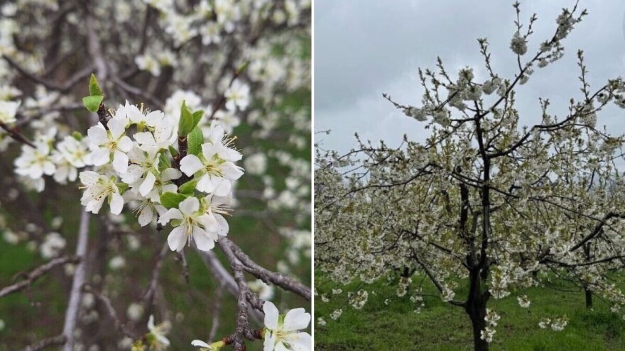 Šljiva i trešnja posebno ugrožene zbog najavljenog mraza: Kakvu ulogu ima humus?