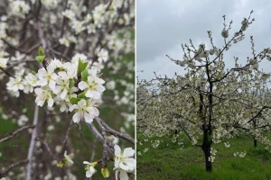 Šljiva i trešnja posebno ugrožene zbog najavljenog žestokog mraza. Kakvu ulogu ima humus?
