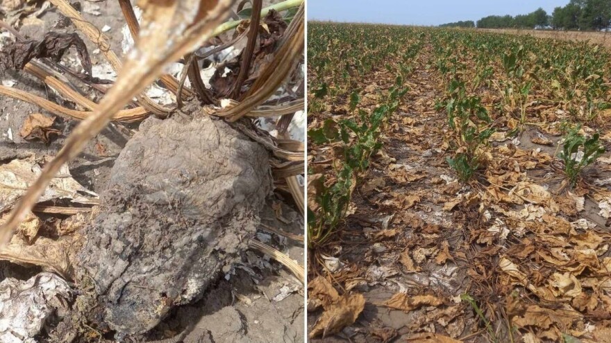 Proizvođači šećerne repe: Prinosi drastično smanjeni, zbog truleži rod završava na deponiji