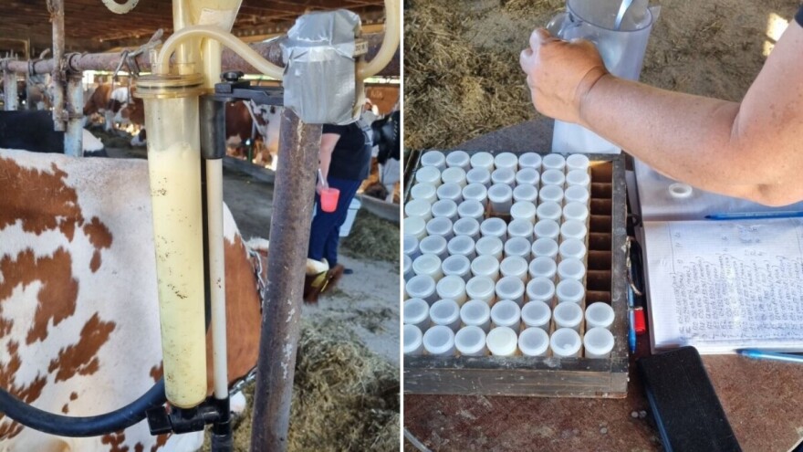 "Mliječni savjetnik" i elektronski zapisnik: Nova era u praćenju proizvodnje mlijeka