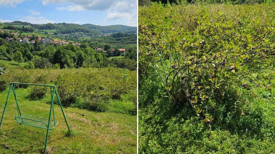 Vlasnik plantaže daje aroniju besplatno: Neka narod dođe i bere