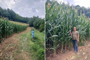 Halidova njiva za primjer: Kukuruz do tri metra, suša mu ništa ne može