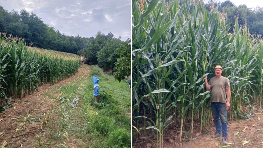 Halidova njiva za primjer: Kukuruz do tri metra, suša mu ništa ne može
