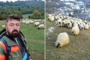 Jedna ovca 1.000 KM! Jedinstveno stado Nesiba Begovića: "Nema ih na svijetu ovakvih"