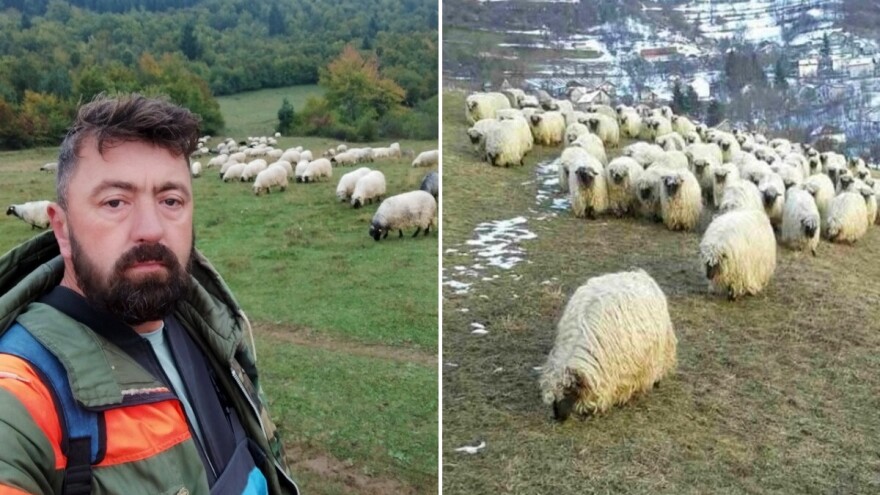 Jedna ovca 1.000 KM! Jedinstveno stado Nesiba Begovića: "Nema ih na svijetu ovakvih"