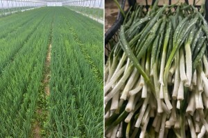 Uzgoj mladog luka tijekom zime: Kako do maksimalnog prinosa?