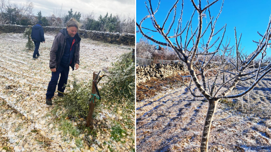 Bura poštedjela ledom okovane masline u Bukovici - zašto se led ne smije dirati?