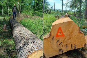 Spačvanski kapitalac od 11,5 metara postigao rekordnu cijenu