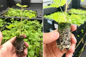 Papirnate posude za sadnice voćaka: Prednosti, primjena i održivost