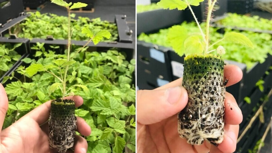 Papirnate posude za sadnice voćaka: Prednosti, primjena i održivost