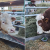 Jablan i Robi najteži bikovi - atrakcije od 1.500 kilograma na Novosadskom sajmu