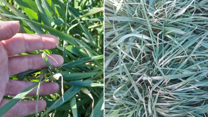 Mraz ostavio posledice na ozimim usevima u Banatu. Šta se savetuje ratarima?