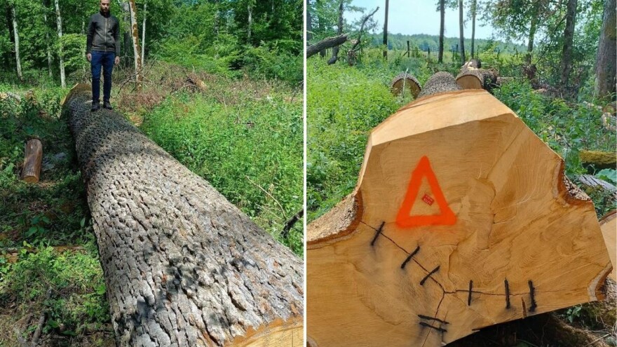 Spačvanski kapitalac od 11,5 metara postigao rekordnu cijenu